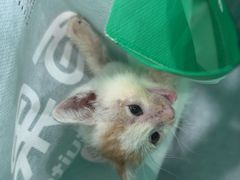 -安安宠医宠物医院·异宠·犬猫内科(岳阳分院)