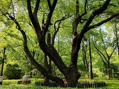 -徐家汇源景区-衡山公园