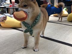 -逗柴咖啡屋·狗咖猫咖宠物桌游