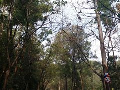 -南国桃园旅游度假区