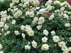 -人民公园(罗湖区)