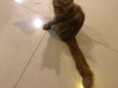 -平行世界·猫咖(首经贸店)