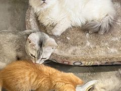 -楼上猫咖(罗湖店)