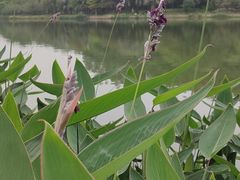 -南国桃园旅游度假区