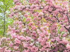 -石家庄市植物园