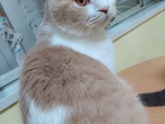 -Meowの猫咖(万家丽店)