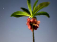 -南国桃园旅游度假区