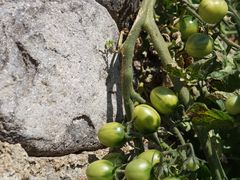 -荣德灶台鱼(圣泉寺店)