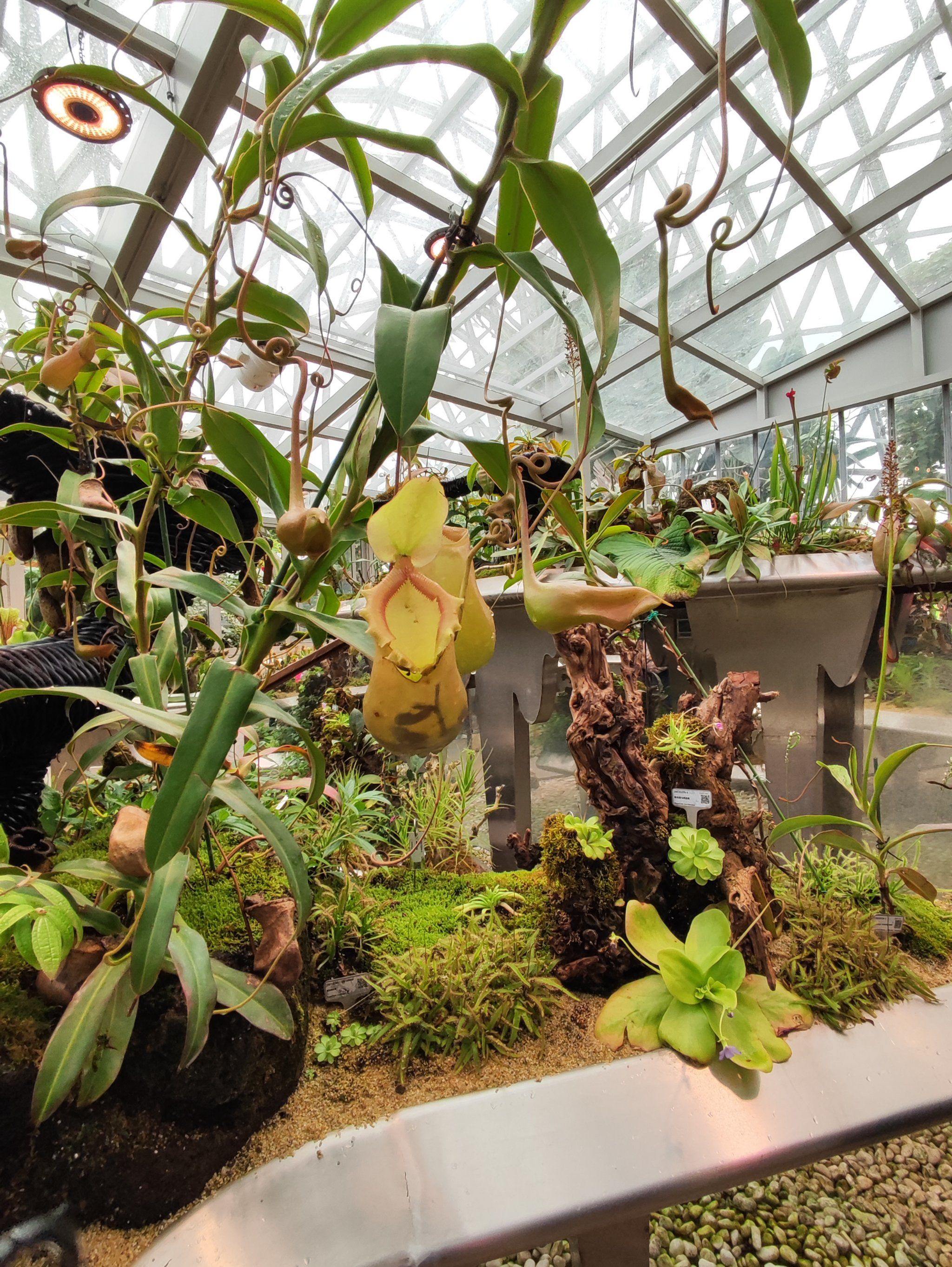 温室里的植物世界