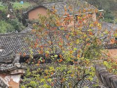 -杨家堂村
