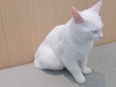 -瑞派·关忠动物医院·猫专科·犬专科(三环新城店)