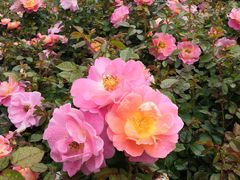 -人民公园(罗湖区)