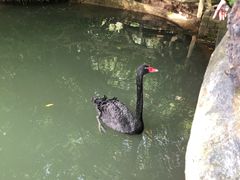 -呀诺达热带雨林