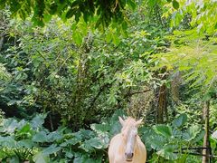 -海南热带野生动植物园