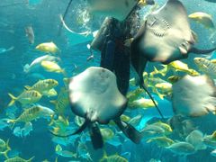 -泉城欧乐堡海洋极地世界