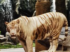 -北京野生动物园