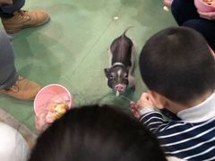 -藦茜花园宠物主题亲子互动体验馆(国顺东路店)