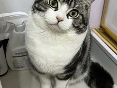 -山宅一喵德文卷毛猫舍