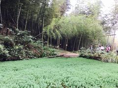 -宁波浙东大竹海景区