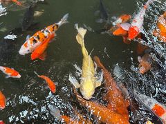 -南宫五洲植物乐园