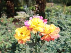 -人民公园(罗湖区)