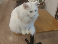 -有猫主题·治愈系猫咖(曾厝垵店)