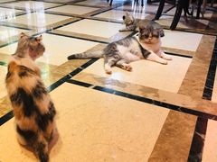 -猫色咖啡·猫咖