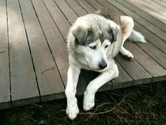 -优游吧斯邹族文化部落