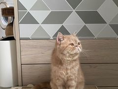 -PETKIT 小佩宠物·低压洗护·美容·寄养(安远店)