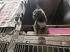 -创凡宠物医院·骨专科  猫科中心(西乡分院)