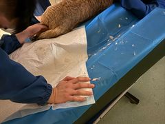 -爱派特动物医院·全科诊疗中心