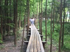 -昆山城市生态森林公园