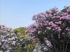 -梧桐山风景名胜区
