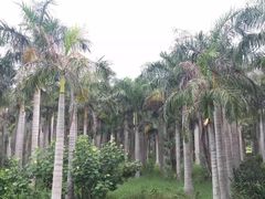 西冲沙滩-西涌国际滨海旅游区