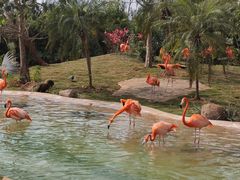-海南热带野生动植物园