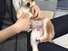 -纳吉亚猫专科动物医院博雅分院