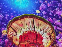 -海合安青岛极地海洋公园