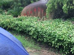 -上海海湾国家森林公园