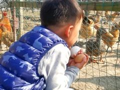 -樂桃源奉贤黄桃种植采摘基地