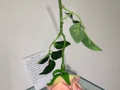 -成都失恋馆