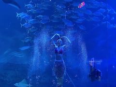 -烟台海昌鲸鲨海洋公园