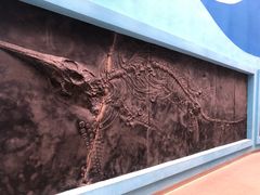 -陕西自然博物馆