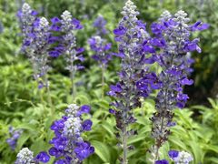 -天鹅湖体育公园