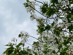 -顾村公园