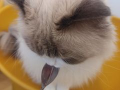 -有喵·猫咖·狗咖·30几只猫10只小狗(岗厦店)