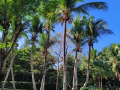 -三亚海棠湾万丽度假酒店