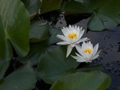 -高旻寺