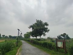 -田园东方蜜桃村的田野营地
