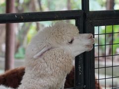 -深圳野生动物园