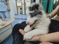 -博特宠物医院24h犬猫全科.骨科·异宠